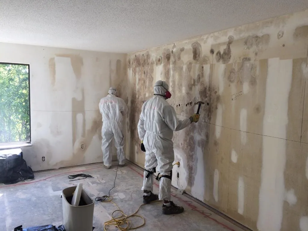 Mould Remediation
